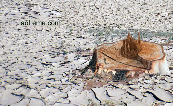 apocalipse-eucaliptico